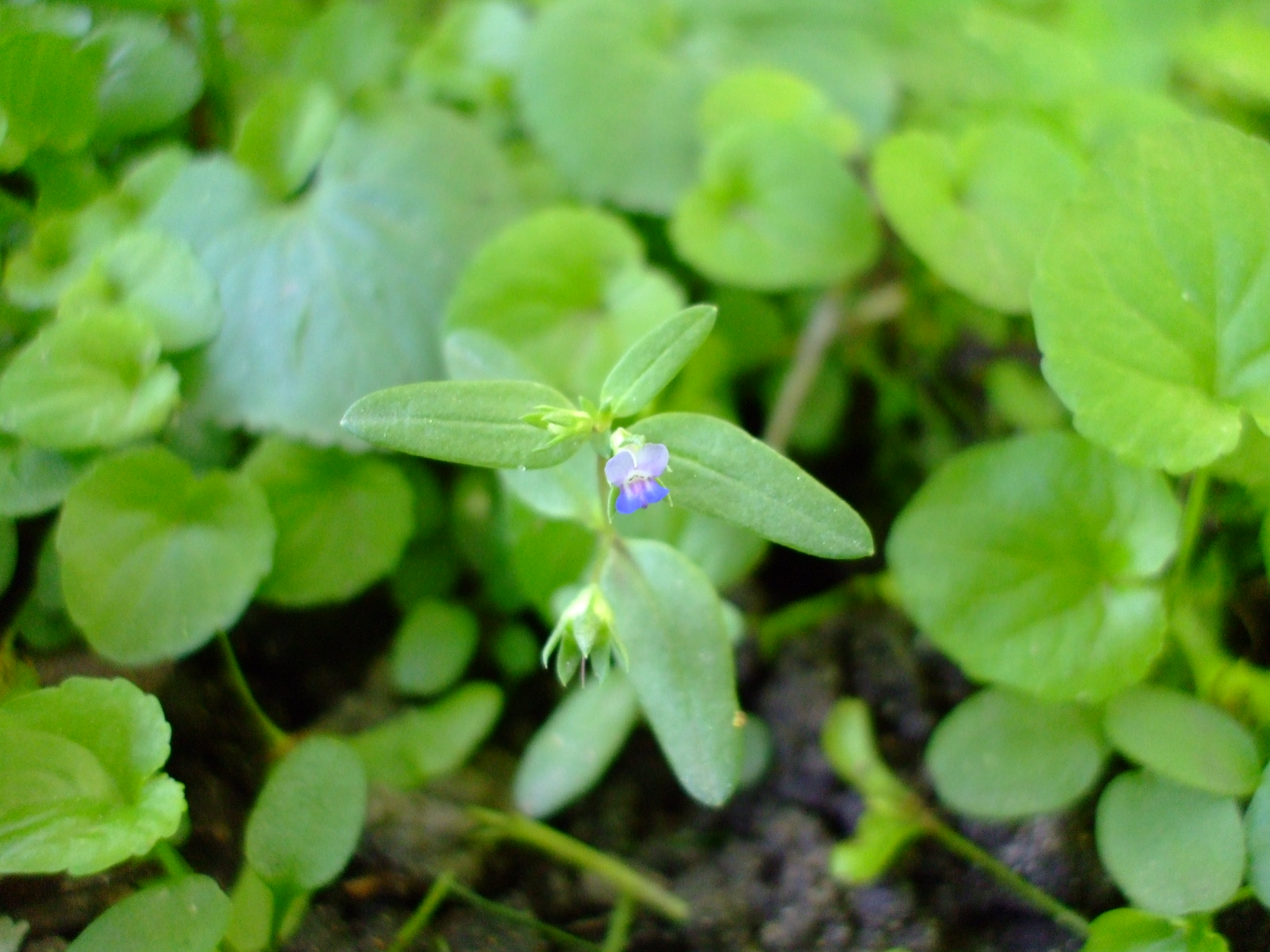 Collinsia parviflora
